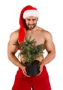 One isolated caucasian strong young guy dressed as Santa Claus with Christmas tree in his hand Royalty Free Stock Photo