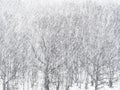 Strong snow storm over woods in forest in winter Royalty Free Stock Photo