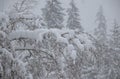 strong snowfall in the pinetree forest. snow on tree branches Royalty Free Stock Photo