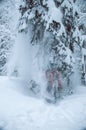 strong snowfall in the pinetree forest. snow on tree branches Royalty Free Stock Photo