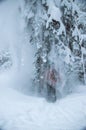 strong snowfall in the pinetree forest. snow on tree branches Royalty Free Stock Photo