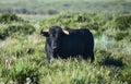 A strong spanish black bull Royalty Free Stock Photo