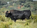 A strong spanish black bull Royalty Free Stock Photo