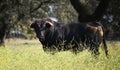 A strong spanish black bull Royalty Free Stock Photo