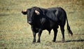 A strong spanish black bull Royalty Free Stock Photo