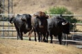 A strong spanish black bull on the cattle farm Royalty Free Stock Photo