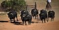 A strong spanish black bull on the cattle farm Royalty Free Stock Photo