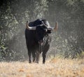 A strong spanish black bull on the cattle farm Royalty Free Stock Photo