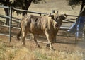 A strong spanish black bull on the cattle farm Royalty Free Stock Photo