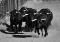 A strong spanish black bull on the cattle farm Royalty Free Stock Photo