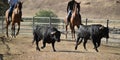 A strong spanish black bull on the cattle farm Royalty Free Stock Photo