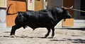 A strong spanish black bull Royalty Free Stock Photo