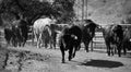 A strong spanish black bull on the cattle farm Royalty Free Stock Photo