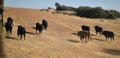 A strong spanish black bull on the cattle farm Royalty Free Stock Photo