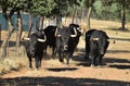 A strong spanish black bull on the cattle farm Royalty Free Stock Photo