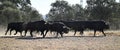 A strong spanish black bull on the cattle farm Royalty Free Stock Photo