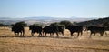 A strong spanish black bull on the cattle farm Royalty Free Stock Photo