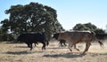 A strong spanish black bull on the cattle farm Royalty Free Stock Photo