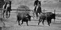 A strong spanish black bull on the cattle farm Royalty Free Stock Photo