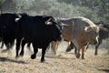 A strong spanish black bull on the cattle farm Royalty Free Stock Photo