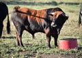 A strong spanish black bull Royalty Free Stock Photo