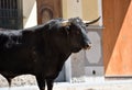 A strong spanish black bull Royalty Free Stock Photo