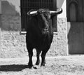 A strong spanish black bull