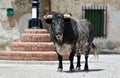 spanish bull with big horns in a traditional spectacle of bullfight in spain