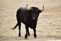 A strong spanish bull in the bullring arena on a traditional spectacle of bullfight