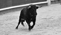 A strong spanish bull in the bullring arena on a traditional spectacle of bullfight