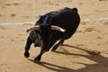 A strong spanish bull in the bullring arena on a traditional spectacle of bullfight