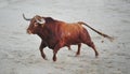 Bull fight in spain in bullring Royalty Free Stock Photo