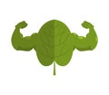 Strong spinach. Powerful herbs for muscle growth.