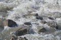 Strong stream water with splashes and foam among rocks and rapids. Royalty Free Stock Photo