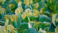 Strong sun light falls on cabbage plants. Organic fruits and vegetables concept Royalty Free Stock Photo