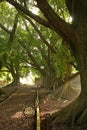 Strong sun light in the morning through trees branches Royalty Free Stock Photo