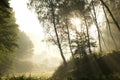 Strong sun rays through tall branches Royalty Free Stock Photo