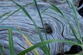 Strong swirling pattern of grain on bleached grey driftwood log with beach grass in front Royalty Free Stock Photo