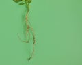Strong taproots system of a plant in the ground Royalty Free Stock Photo