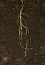 Taproots system of a plant in the ground Royalty Free Stock Photo
