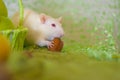 Strong teeth concept. The mouse nibbles the nut Royalty Free Stock Photo