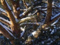 The strong thick trunk of the pine is illuminated by the sun. There is snow on the outstretched branches.