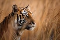 A strong tiger in the high grass at a river created with generative AI technology Royalty Free Stock Photo