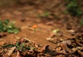 Strong tiny orange dandelion on a red clay with dry leaves in summer, Africa