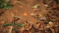 Strong tiny orange dandelion on a red clay with dry leaves in summer, Africa