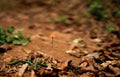 Strong tiny orange dandelion on a red clay with dry leaves in summer, Africa