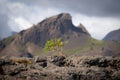 Strong tiny tree on the Volcanic landscape. Iceland, Laugavegur hiking track, concept of desire, willpower and strength