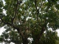 Strong tree branches with lianas waking down, aerial root