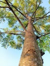 Strong tree trunk and Tree branches are many and green