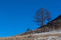 Strong trees on the slope of the hill on Olkhon island,Russia